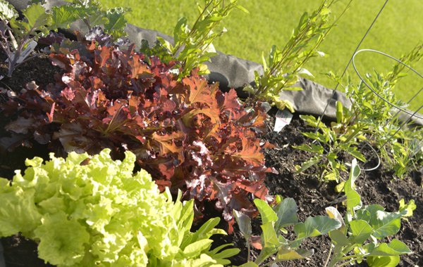 organic farming